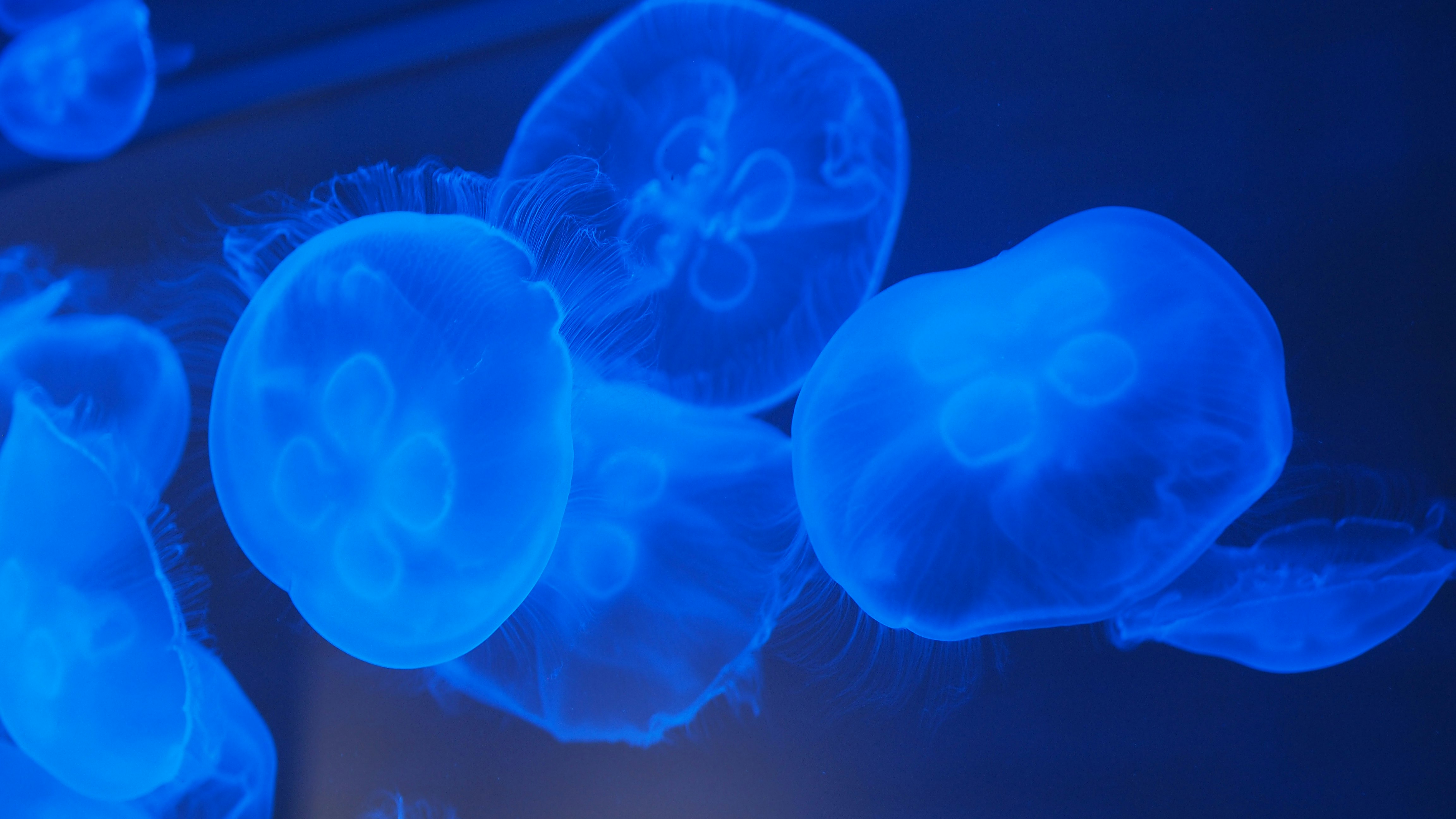 blue jellyfish